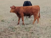 Tehén, Ukrainian grey cattle — 1. fotó
