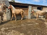 Jument, Chevaux — photo 4