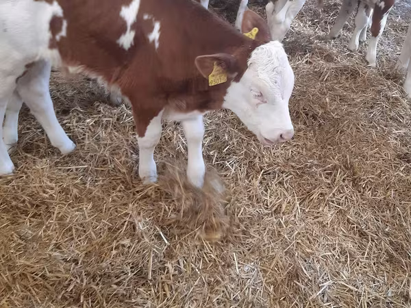 Szarvasmarha (tétel, nem megadva), Simmental cattle