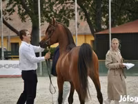 Hing, Arabian horse — 2. fotó