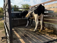 Tehén, Russian Black pied cattle — 1. fotó