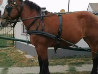 母马, Horses — 照片 3