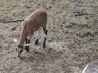 母羊, Cameroon sheep — 照片 5