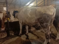 Tehén, Simmental cattle — 4. fotó