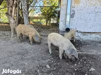Boar, Мангалица — photo 1