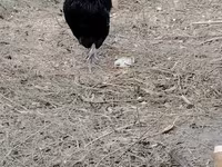 Chickens — foto 6