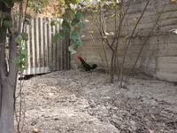 Chickens — Foto 2
