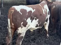 ثور, Simmental cattle — الصورة 8