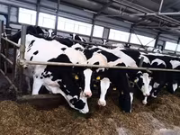 Tehén, Holstein fajta — 1. fotó