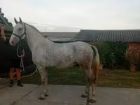 घोड़ा, Lipizzaner — फ़ोटो 2