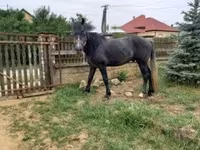 Horse (M), Lipizzaner — photo 2