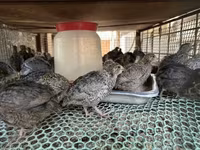 Quails — foto 1