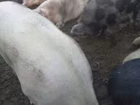 Sow, Pigs — photo 3