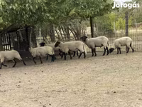 Ram, Blackheaded Persian sheep — photo 2