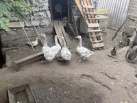 Geese — फ़ोटो 1