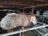 Kos, Edilbay sheep — 7. fotó