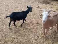 公山羊, Goats — 照片 4