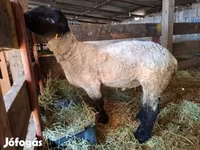 Juh, White Suffolk sheep — 3. fotó