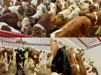Bulle, Simmental cattle — Foto 2