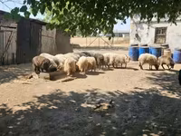 公羊, Racka sheep — 照片 2