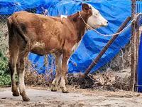 Tehén, Simmental cattle — 7. fotó
