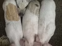 公猪, Мангалица — 照片 1