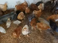 Chickens — Foto 2