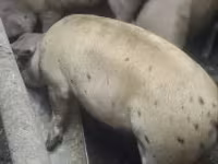 母猪, Pigs — 照片 7
