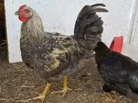 Chickens — foto 2