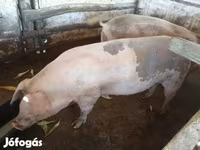 خنزيرة, الخنازير — الصورة 5