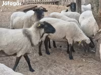 Schaf, Tsigai sheep — Foto 4