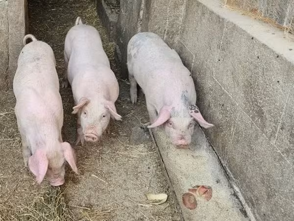 خنازير (دفعة، الجنس غير محدد), الخنازير — هنغاريا
