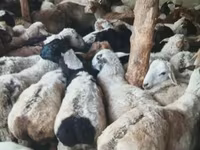 Ram, Sheep — photo 1