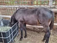 Caballo, Caballos — foto 8
