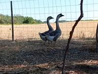 Geese — 1-сурет