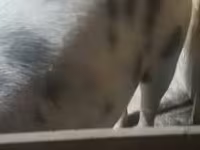 母猪, Pigs — 照片 6