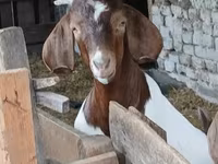 Kozel, Boer goat — foto 2