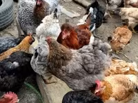 Chickens — फ़ोटो 1