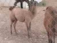 घोड़ा, घोड़े — फ़ोटो 1