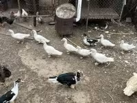 Ducks — الصورة 1