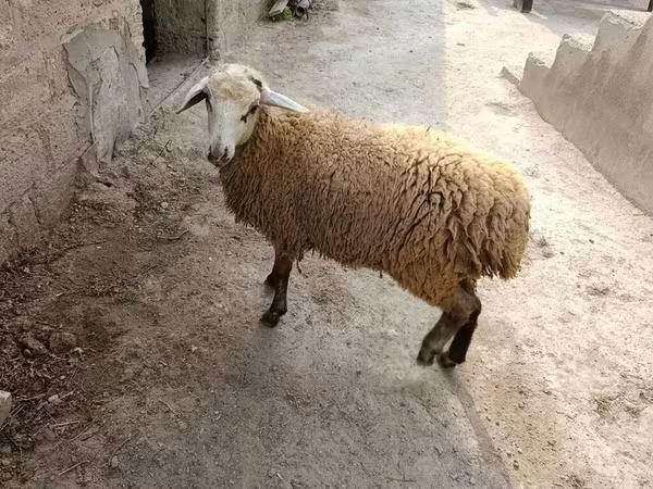Bélier, Moutons