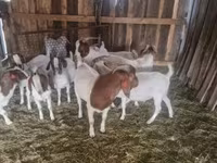 Cabro, Boer goat — foto 3