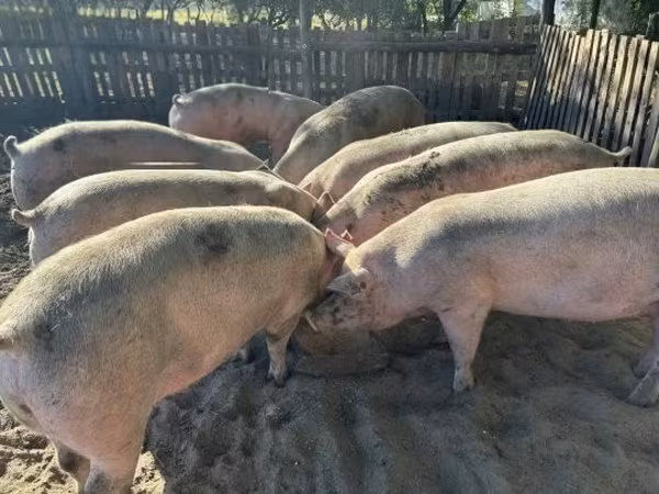 Porcs (lot, sexe non indiqué), Porcs — Hongrie
