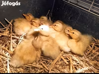 Ducks — 照片 1