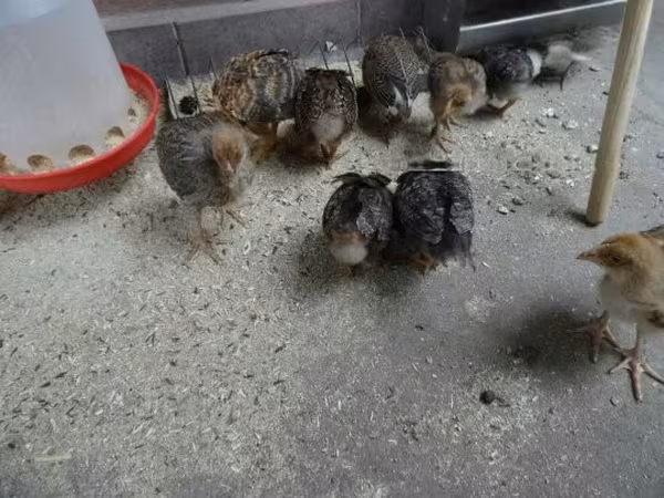 Chickens — Hongrie