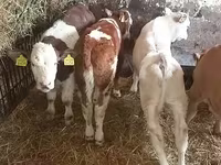 Bika, Simmental cattle — 2. fotó