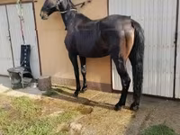 घोड़ी, Nonius horse — फ़ोटो 2