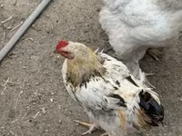 Chickens — 4-сурет
