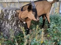 Nőstény kecske, Alpine goat — 4. fotó
