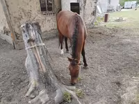 Cavalo, Karachay horse — foto 3